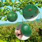 🧲🦟 Akasztható környezetbarát ecetmuslica csapda – Ragasztós légyfogó 🍎✨