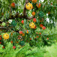 🧲🦟 Akasztható környezetbarát ecetmuslica csapda – Ragasztós légyfogó 🍎✨