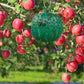 🧲🦟 Akasztható környezetbarát ecetmuslica csapda – Ragasztós légyfogó 🍎✨