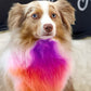 ✨🐶 Egészséges és nem mérgező hajfesték macskáknak és kutyáknak 🌿 (🌈 több színben kapható!)