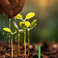 🔥🌿 Hosszantartó Növénytáp Rúd – Kiegyensúlyozott NPK a Gyökerekhez, Levelekhez és Virágokhoz! 🌱🌼