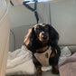 🦮🚗 Kétfunkciós kutyás biztonsági öv és póráz 💖