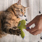 🎁 Macska-mentás plüss rágójáték – Tartós kényeztetés, természetes csábítás és a boldog cicusok titka 🐱🌿