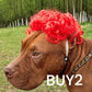 Festive Dog Wig